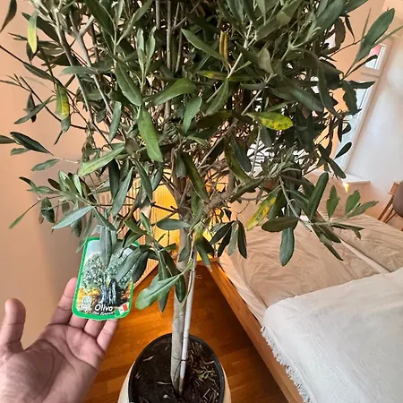 아파트 Cozy Altbau In Friedrichshain - Westwing Design 베를린