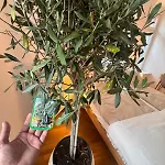 Daire Cozy Altbau In Friedrichshain - Westwing Design Berlin